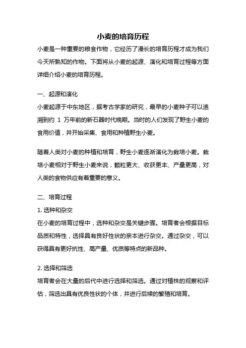 小麦的培育历程