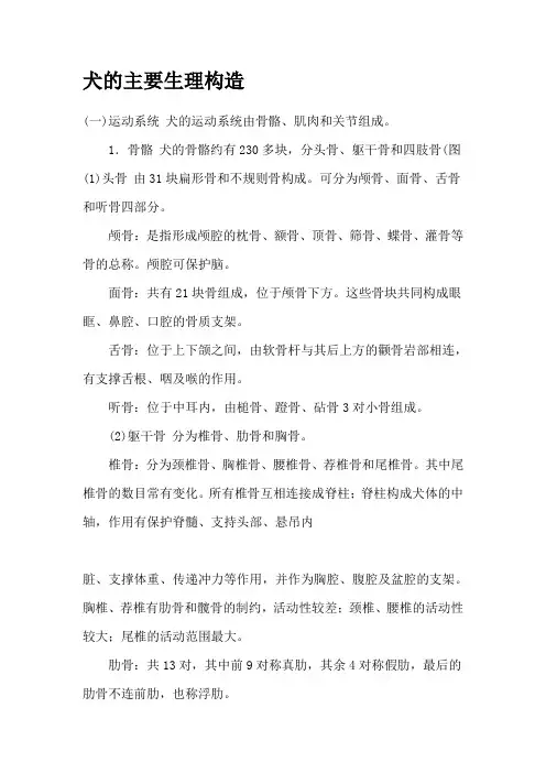 犬的主要生理构造