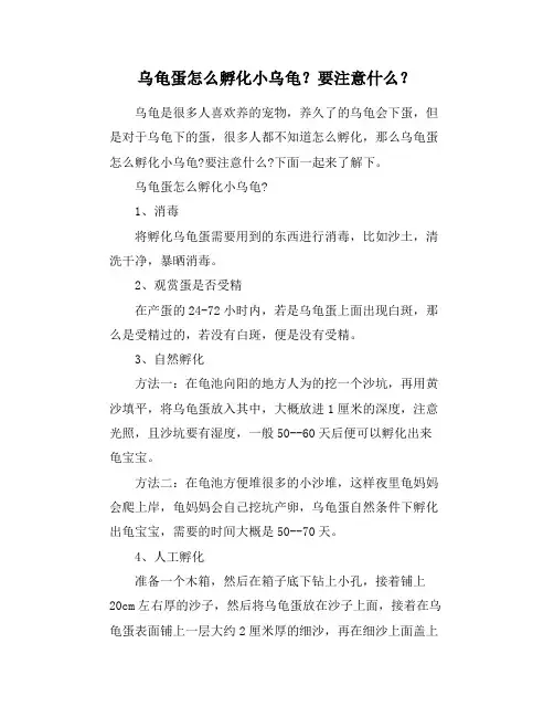 乌龟蛋怎么孵化小乌龟？要注意什么？