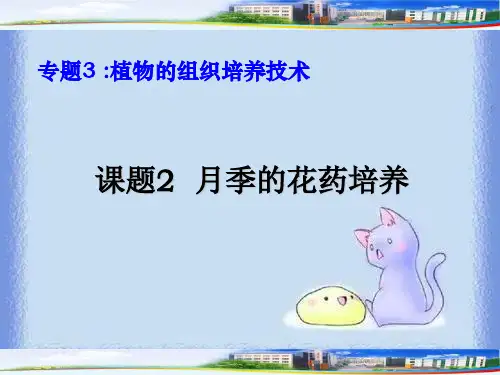 2023人教版选修一课题2《月季的花药培养》ppt3