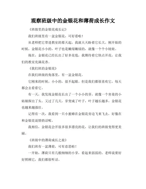 观察班级中的金银花和薄荷成长作文