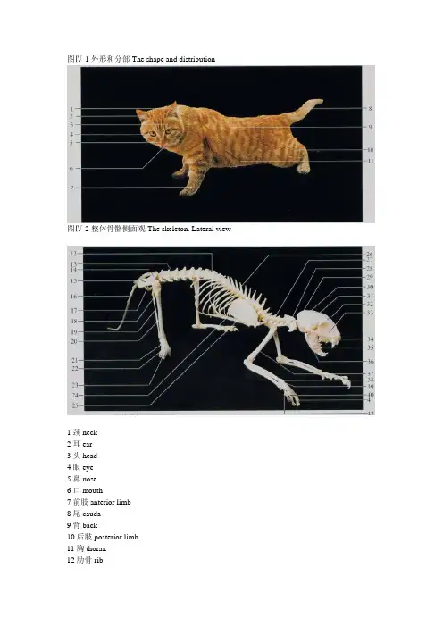 猫解剖图谱