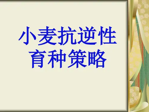 小麦抗逆性育种策略
