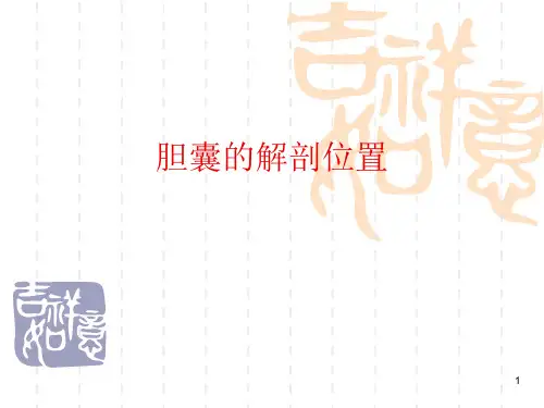 胆囊的解剖位置ppt课件
