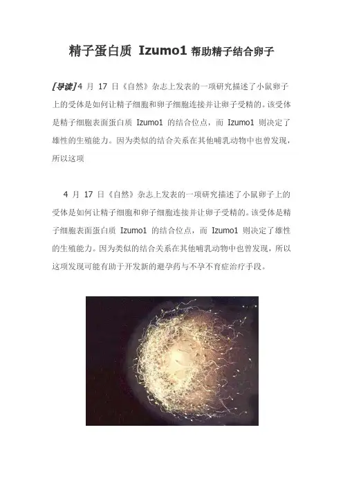 精子蛋白质 Izumo1帮助精子结合卵子