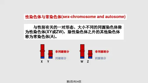 性别决定与伴性遗传