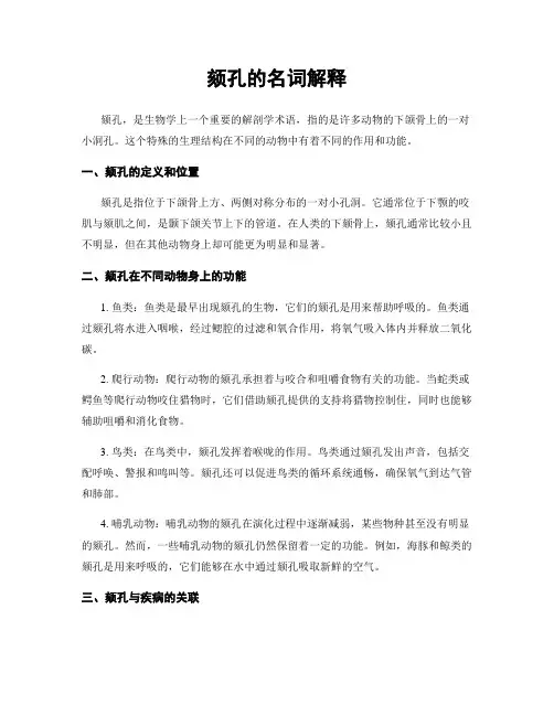 颏孔的名词解释