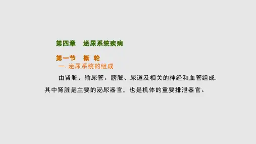 泌尿优秀PPT课件学习PPT教案