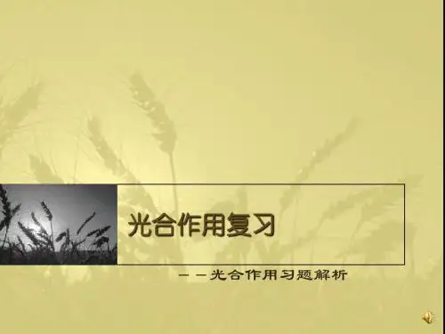 生物课件光合作用习题解析
