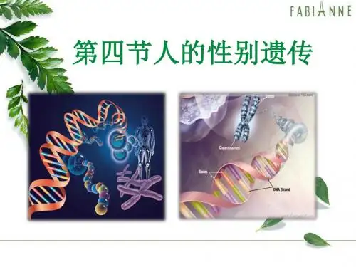 第四节——人的性别遗传