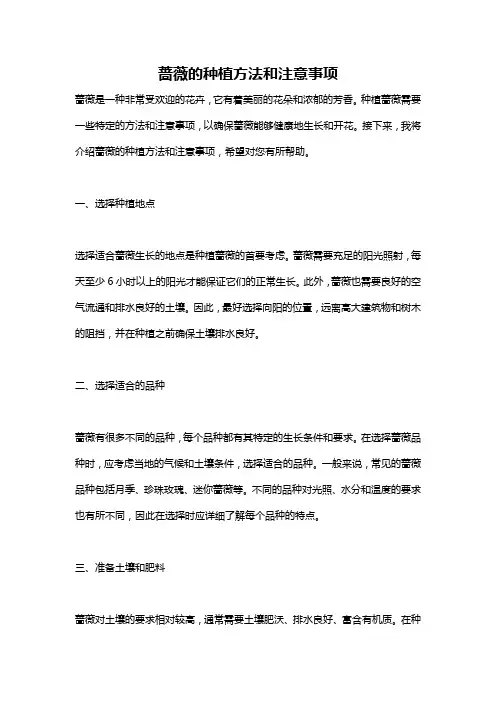 蔷薇的种植方法和注意事项
