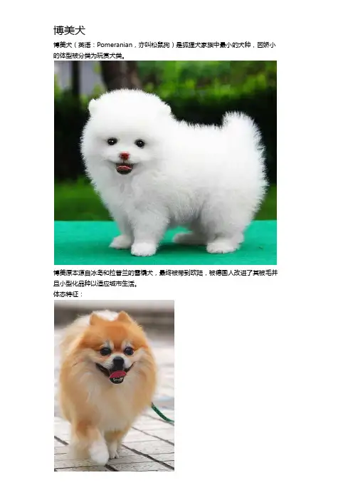 博美犬