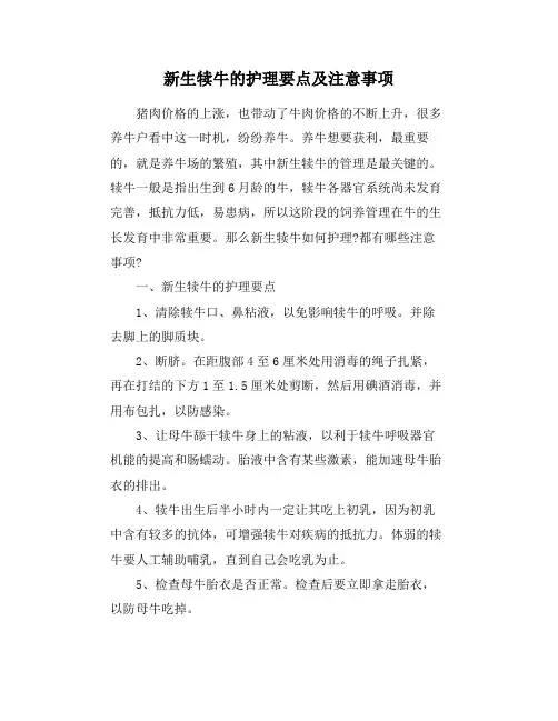 新生犊牛的护理要点及注意事项