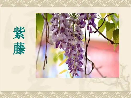 6 紫藤课件 (2)