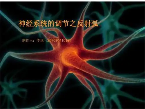 生物反射弧