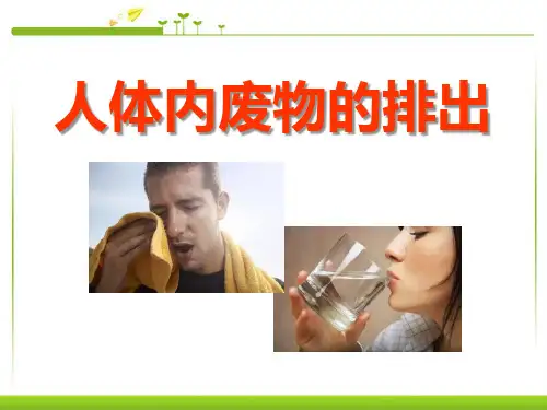 《人体内废物的排出》PPT课件6