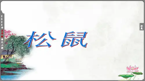 《松鼠》课件第一课时(共14张PPT)