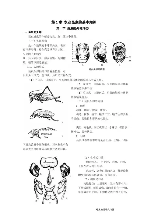 2016植物保护（人教版）教案：昆虫的形态结构