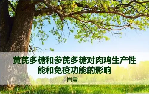 黄芪参芪