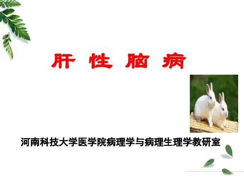 肝性脑病实验