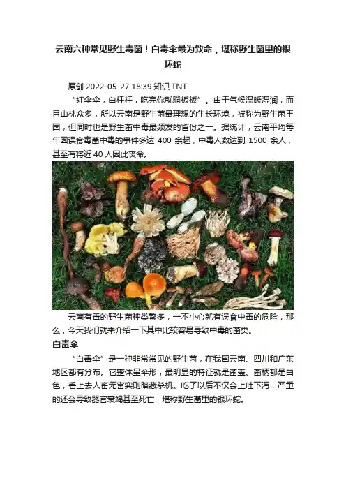 云南六种常见野生毒菌！白毒伞最为致命，堪称野生菌里的银环蛇