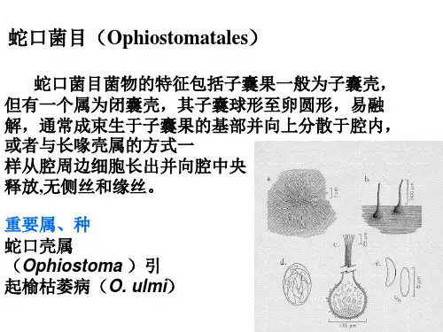 接合菌、子囊菌3
