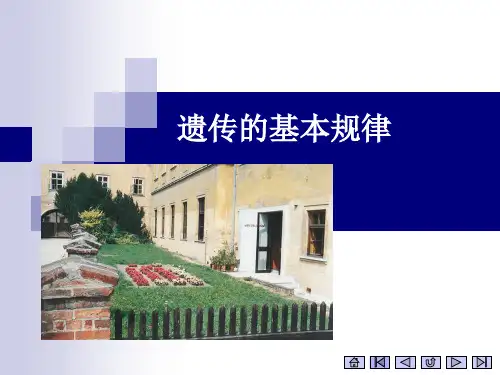 遗传的基本规律分离、独立分配、连锁遗传规律