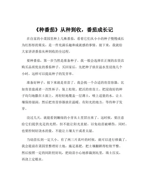 《种番茄》从种到收,番茄成长记
