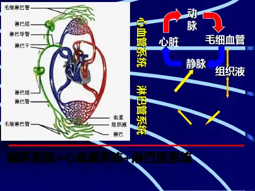 组织学与胚胎学课件-循环系统ppt(共53张PPT)