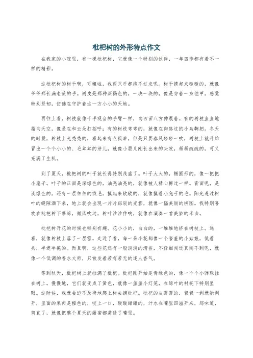 枇杷树的外形特点作文