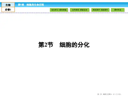 (人教版)高中生物必修一：6.2《细胞的分化》ppt课件