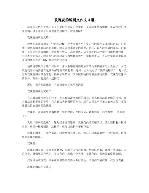 玫瑰花的说明文作文4篇