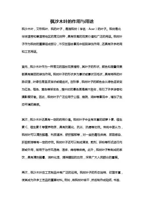 枫沙木叶的作用与用途