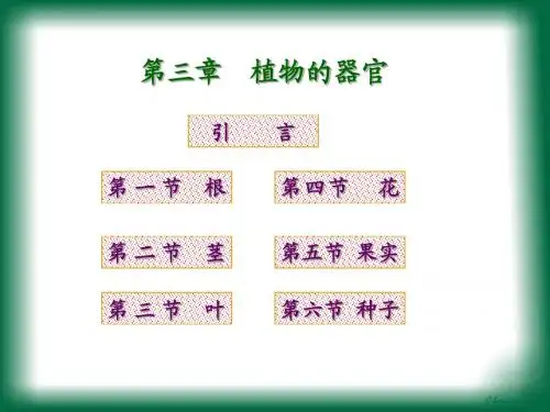 xx大学药用植物学4根ppt