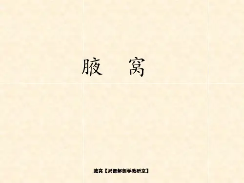 腋窝【局部解剖学教研室】 ppt课件