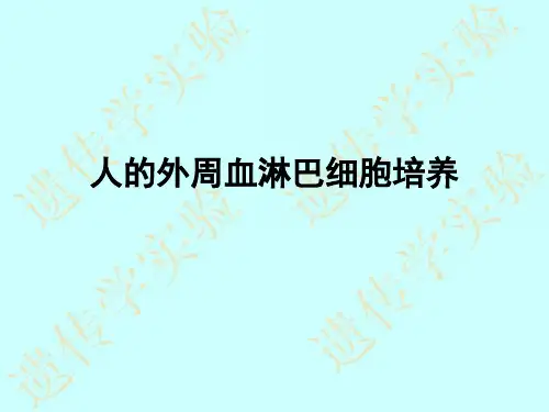 人的外周血淋巴细胞培养