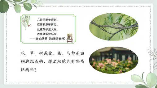 1.1细胞的基本结构(第1课时植物细胞)(新教材课件)-七年级生物上册同步精品课堂(沪教版2024)