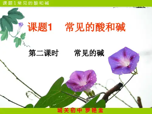 常见的碱