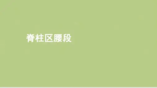 脊柱腰段断层解剖