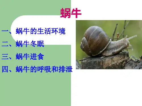教科版三年级上册科学蜗牛2课件
