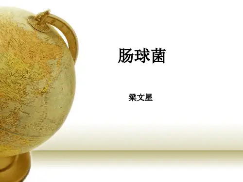 肠球菌