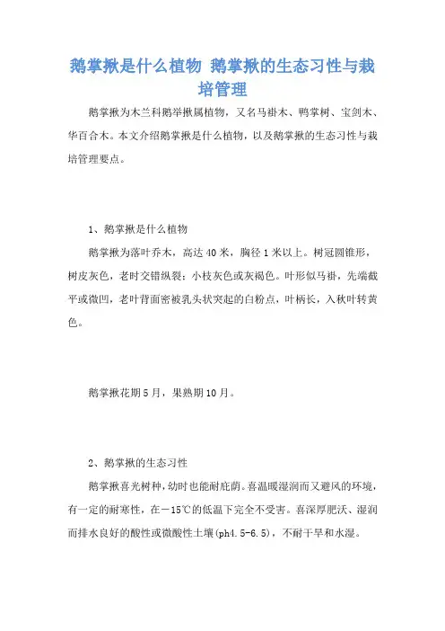 鹅掌揪是什么植物 鹅掌揪的生态习性与栽培管理