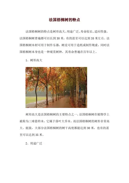 法国梧桐树的特点