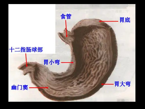 胃的解剖病理等大量图片综合