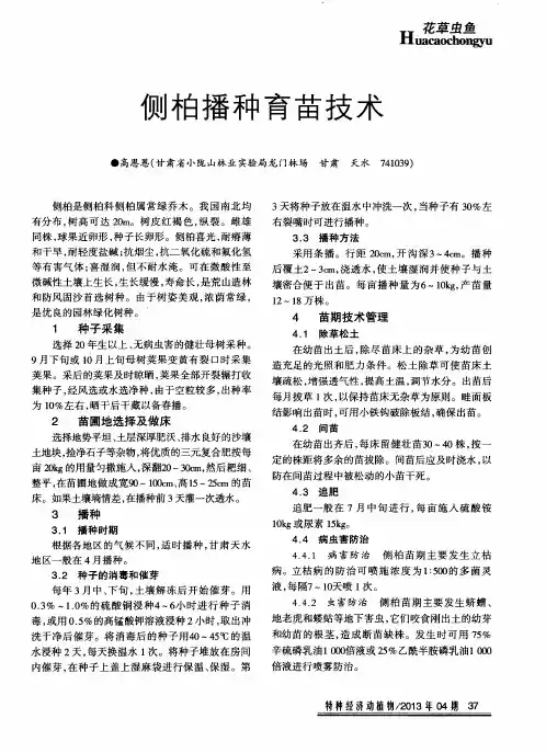 侧柏播种育苗技术