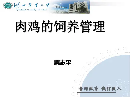 肉鸡饲养管理PPT课件