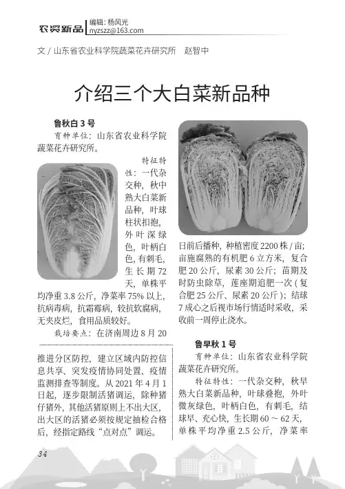 介绍三个大白菜新品种