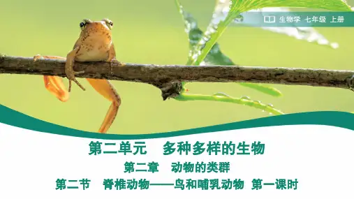2.2.2.3 鸟和哺乳动物 第一课时课件-2024--2025学年人教版生物七年级上册