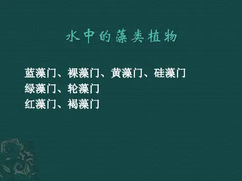 七年级下册生物课件 5102水中的藻类植物课件4苏科版