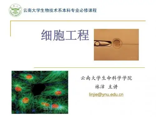 动物细胞工程Ch6